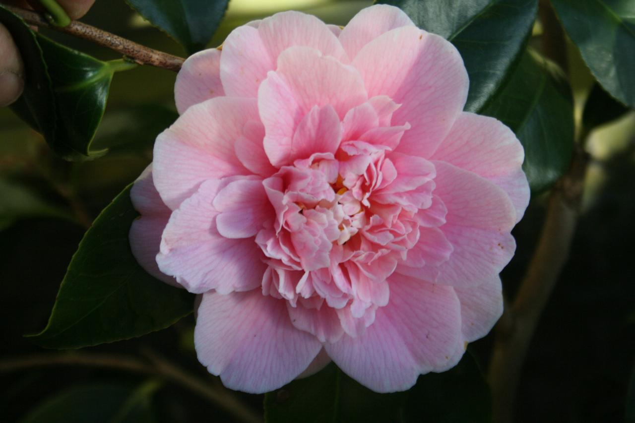 Camellia japonica 'Elegans Splendor'-5-