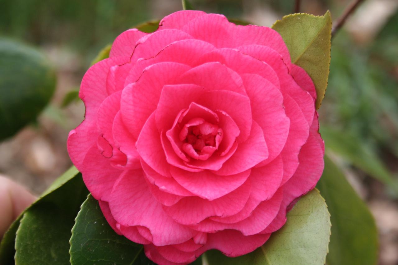 Camellia japonica 'Elizabeth Weaver'-3-
