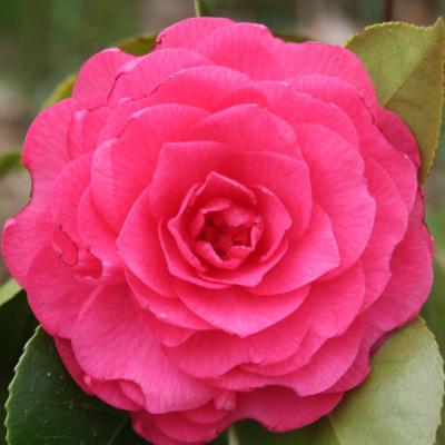 Camellia japonica 'Elizabeth Weaver'-3-