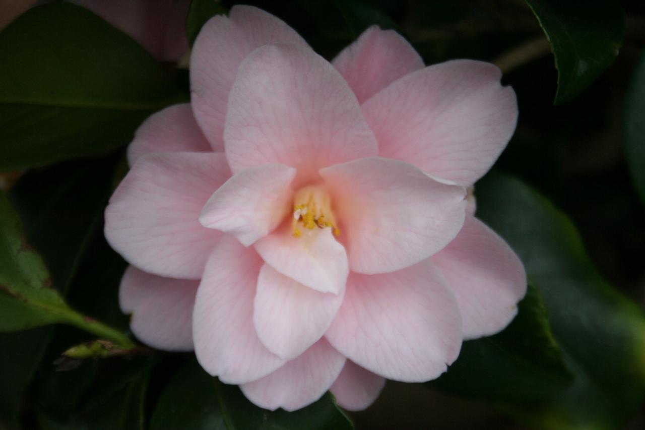 Camellia japonica 'Fleur de Pêcher'-5-