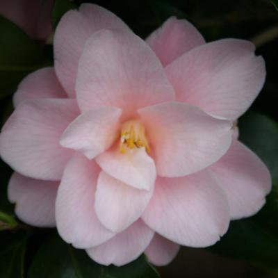 Camellia japonica 'Fleur de Pêcher'-5-