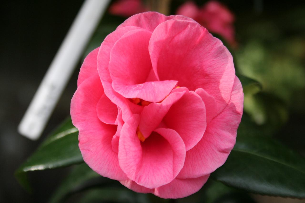 Camellia japonica 'Gloire de Nantes'