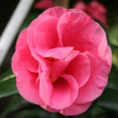 Camellia japonica 'Gloire de Nantes'