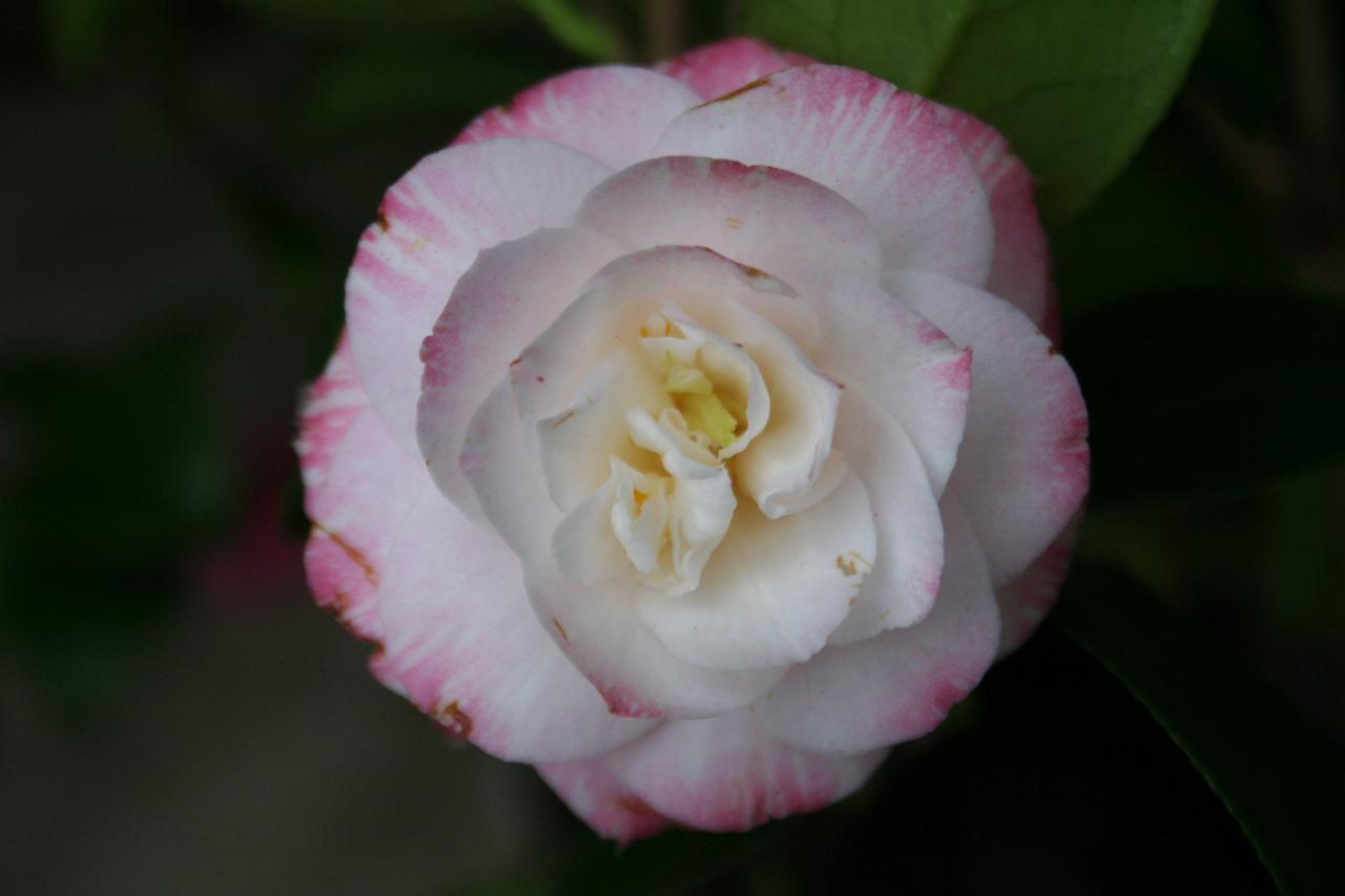 Camellia japonica 'Grace Albritton'