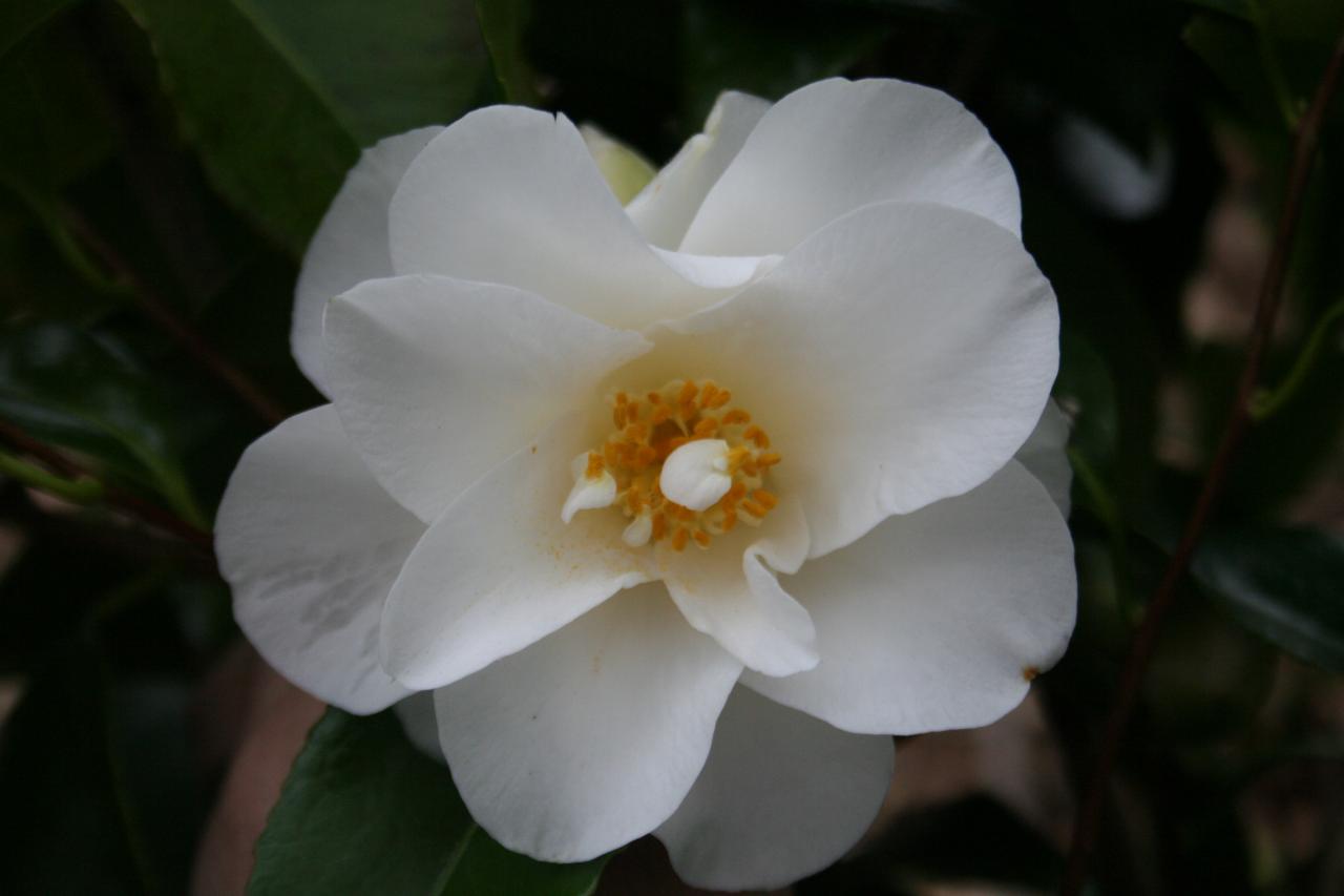 Camellia japonica 'Hagoromo'-4-