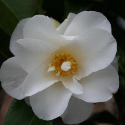 Camellia de printemps japonica