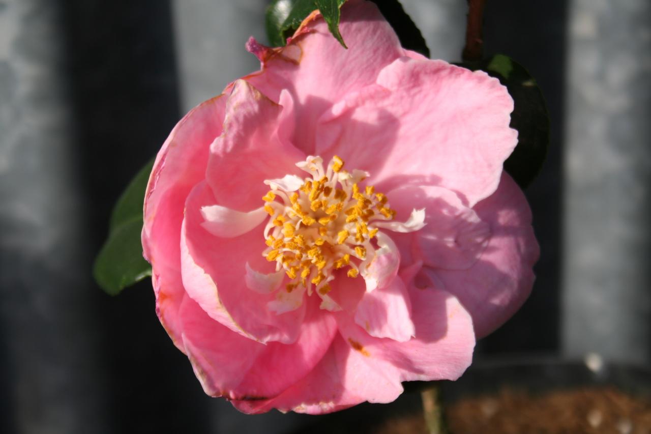 Camellia japonica 'Hana-fuki'