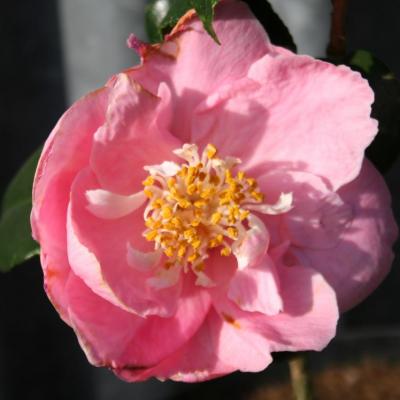 Camellia japonica 'Hana-fuki'