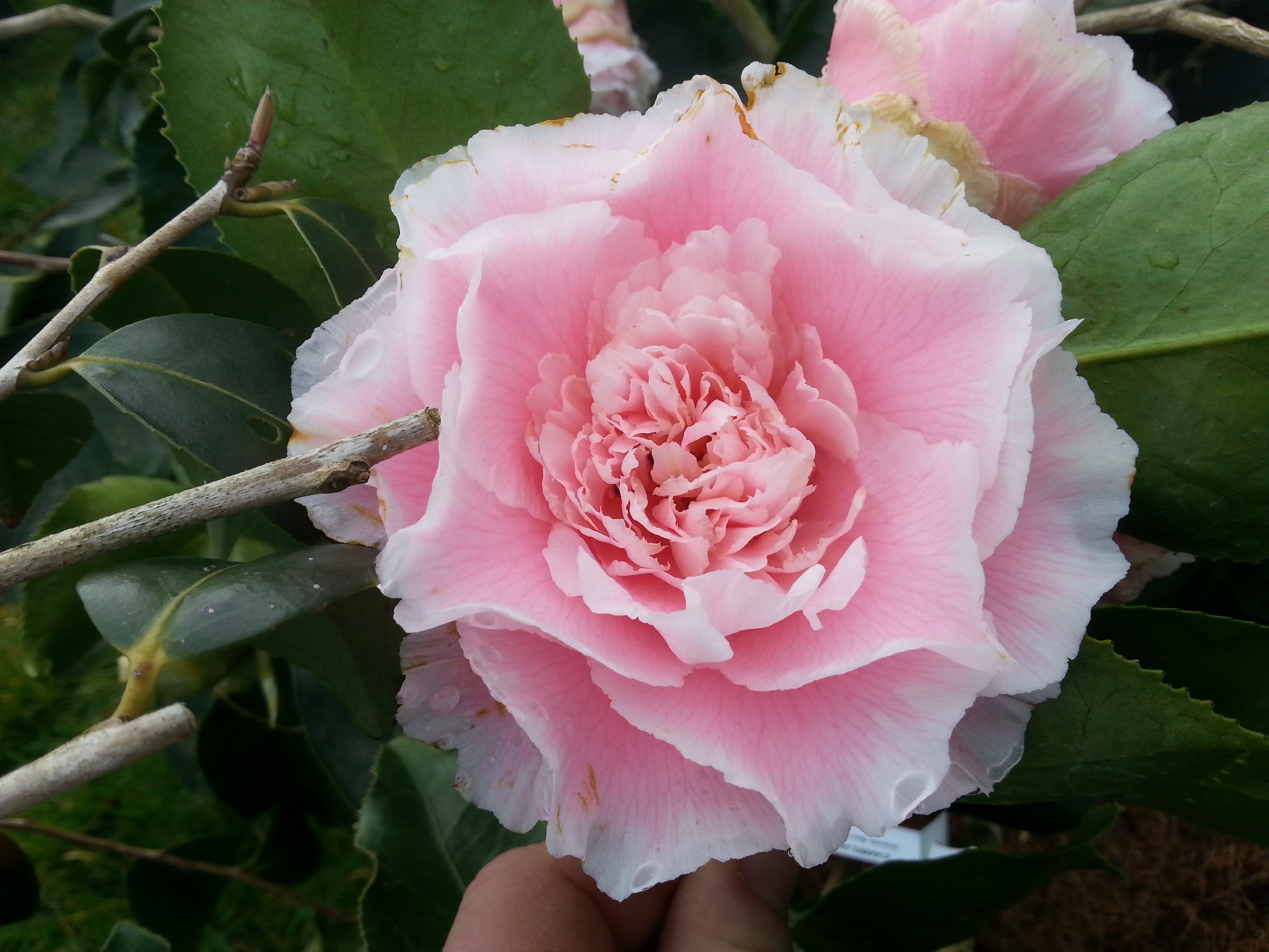 Camellia japonica 'Hawaii'