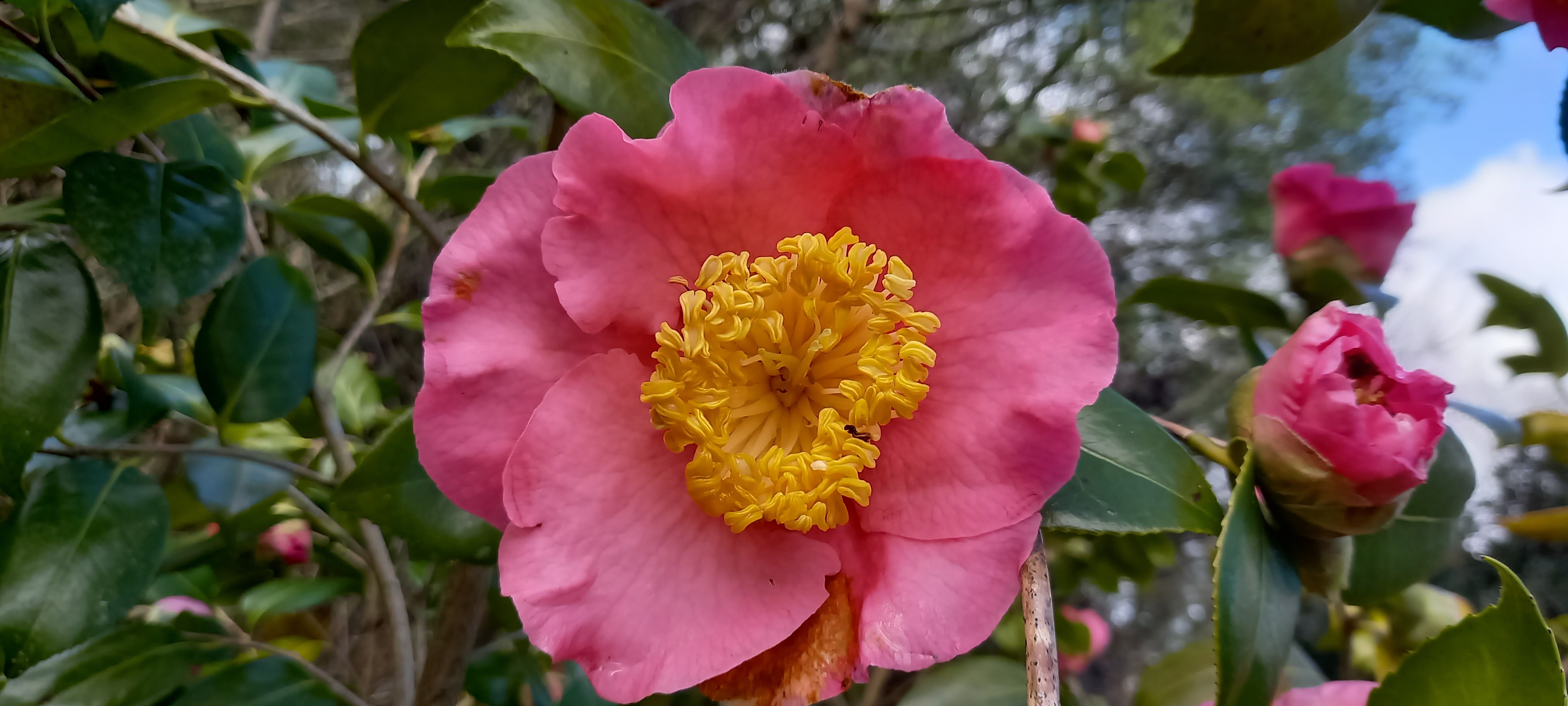 Camellia japonica(Higo) 'Dewatairin'