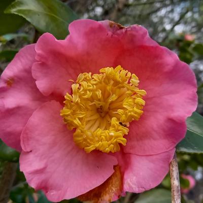 Camellia japonica(Higo) 'Dewatairin'