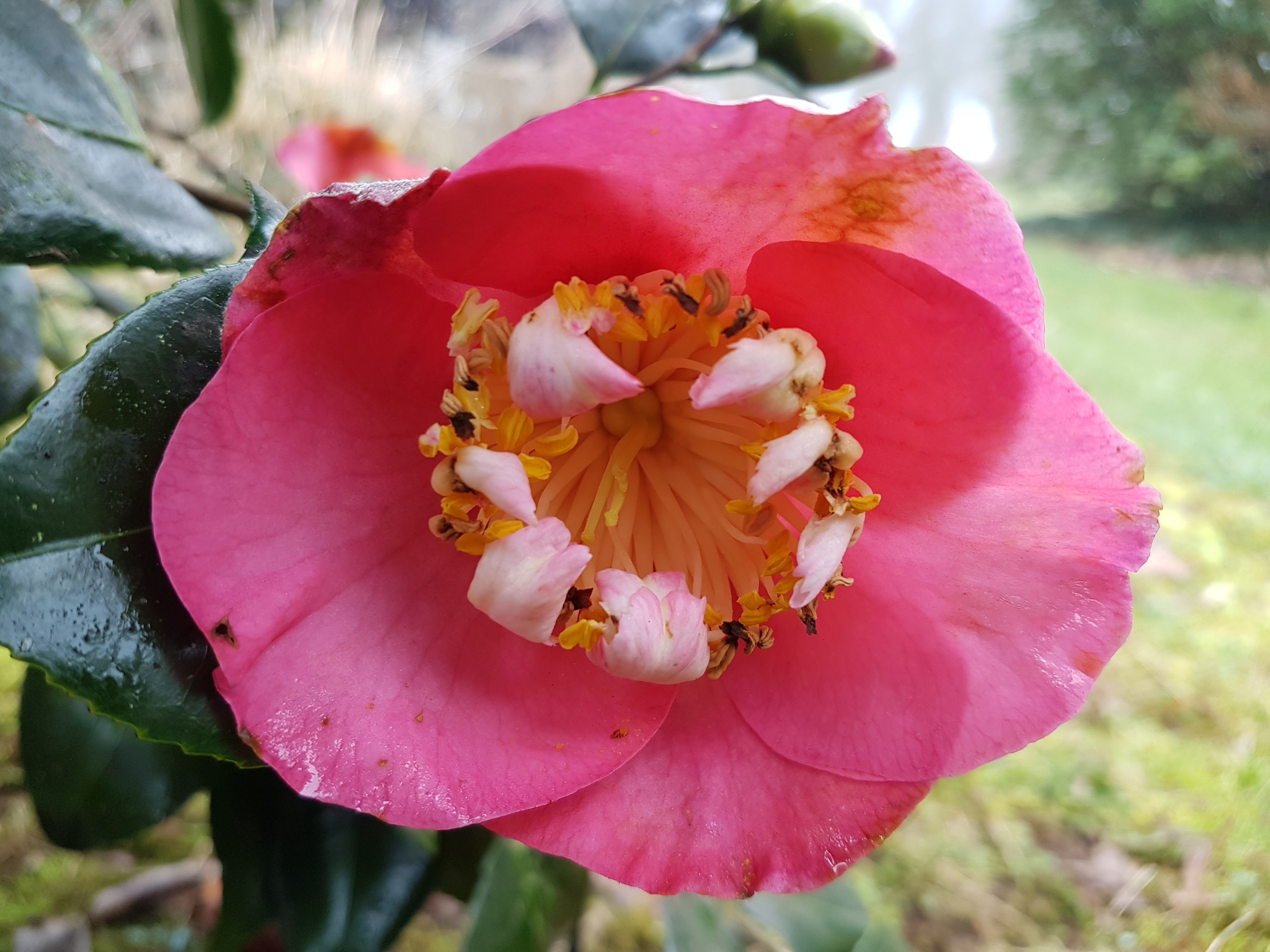 Camellia japonica(Higo) 'Dewatairin'