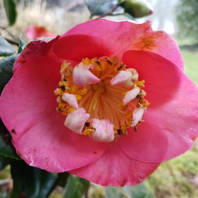 Camellia japonica(Higo) 'Dewatairin'
