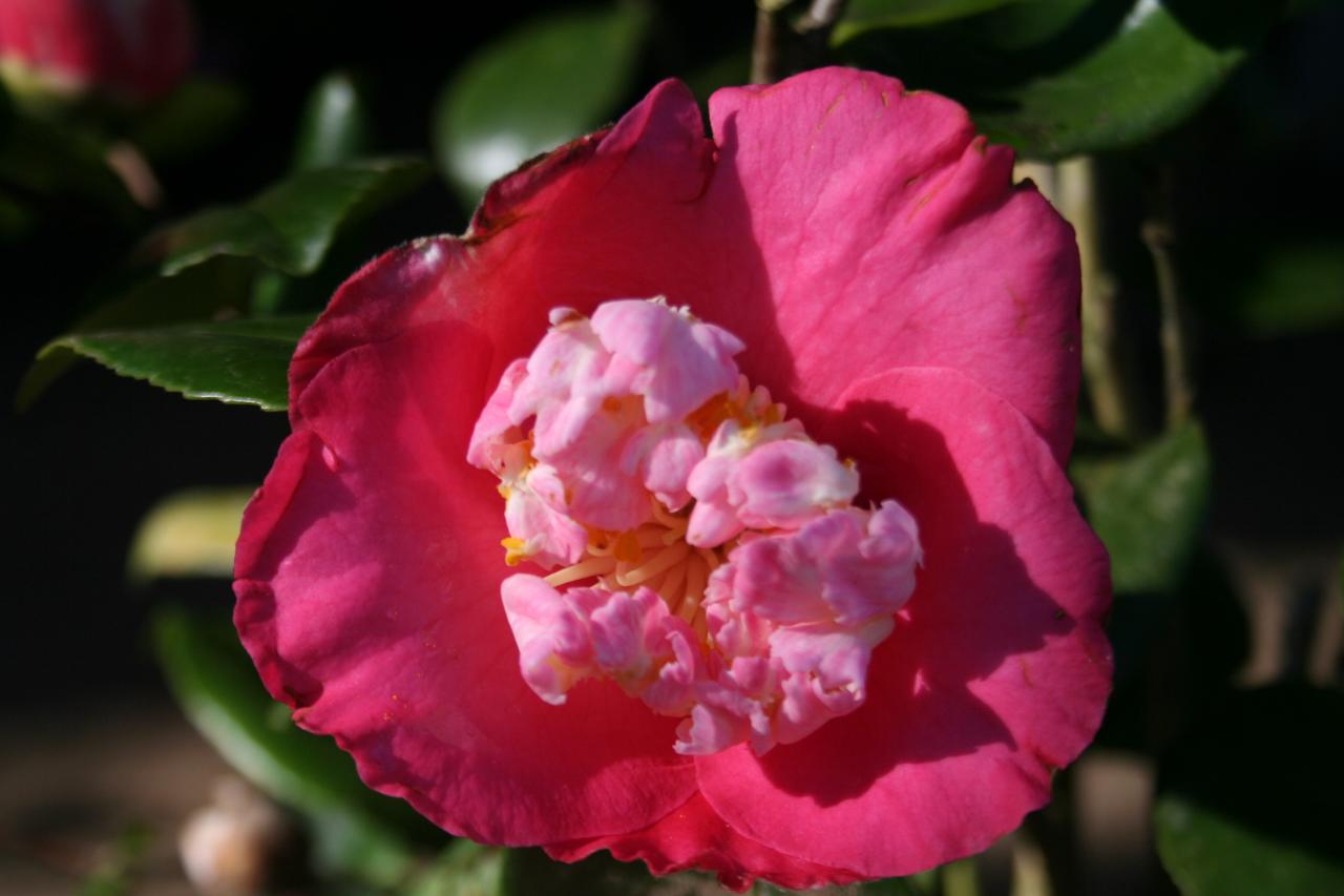 Camellia japonica(Higo) 'Dewatairin'