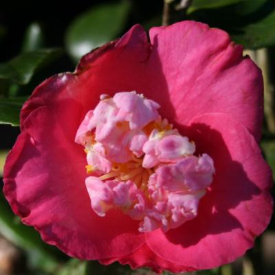 Camellia japonica(Higo) 'Dewatairin'