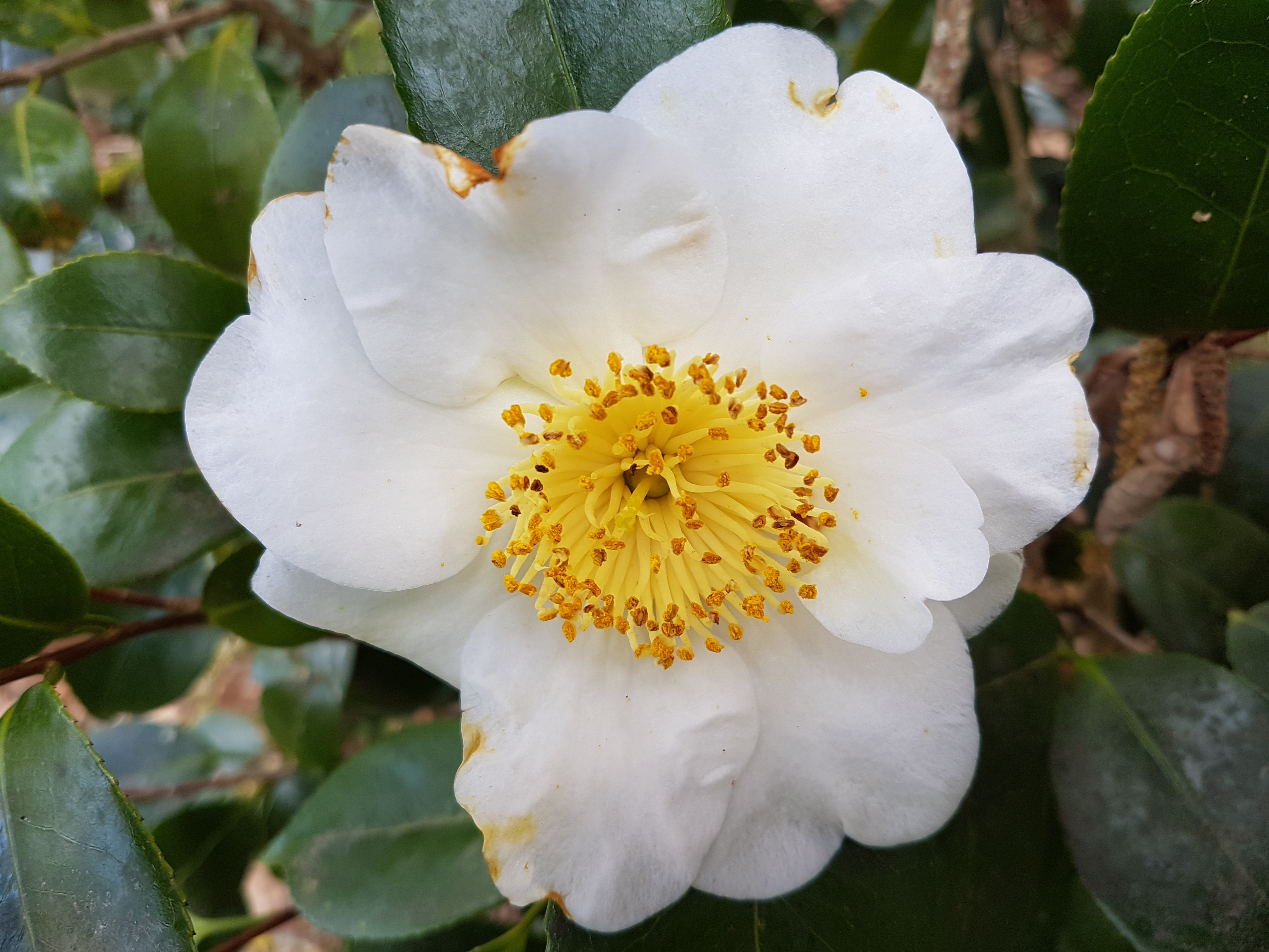 Camellia japonica(Higo) 'Fuji'