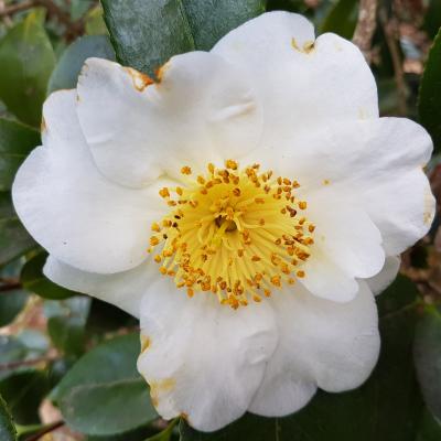 Camellia japonica(Higo) 'Fuji'