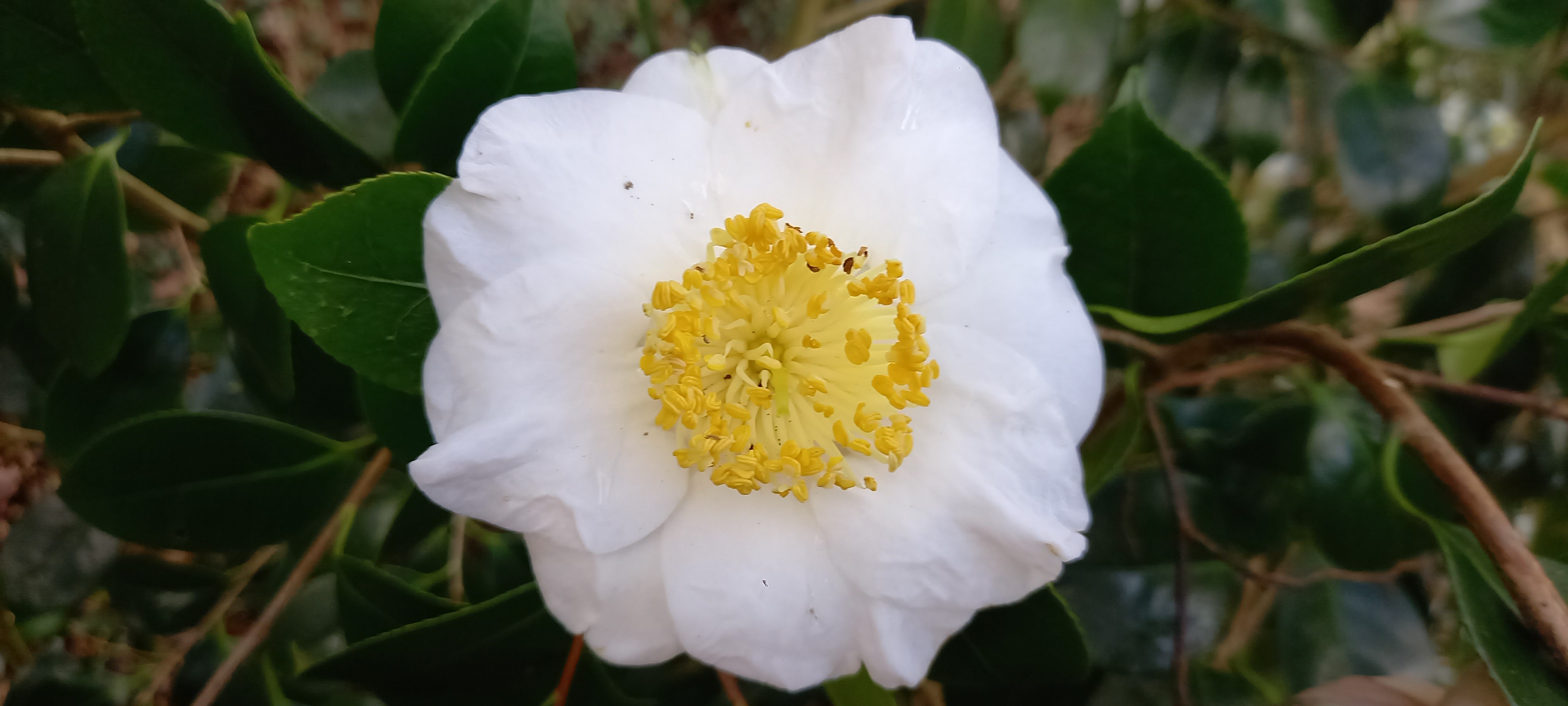 Camellia japonica(Higo) 'Fuji'