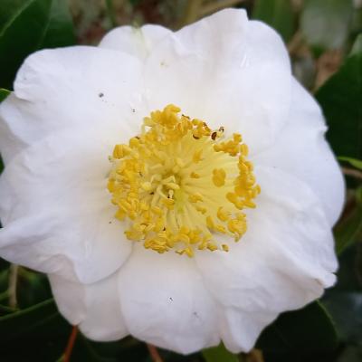 Camellia japonica(Higo) 'Fuji'