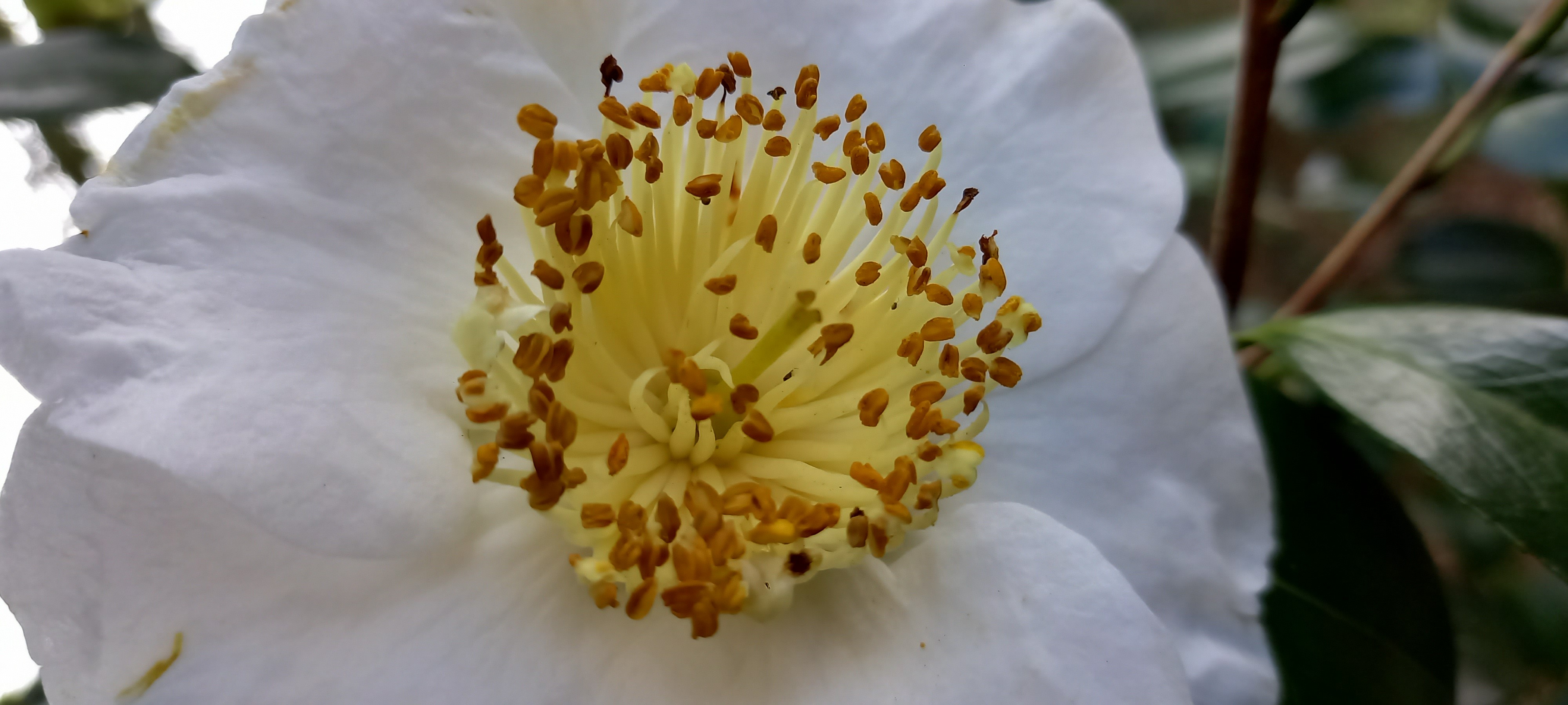 Camellia japonica(Higo) 'Fuji'