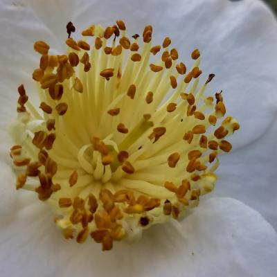 Camellia japonica(Higo) 'Fuji'