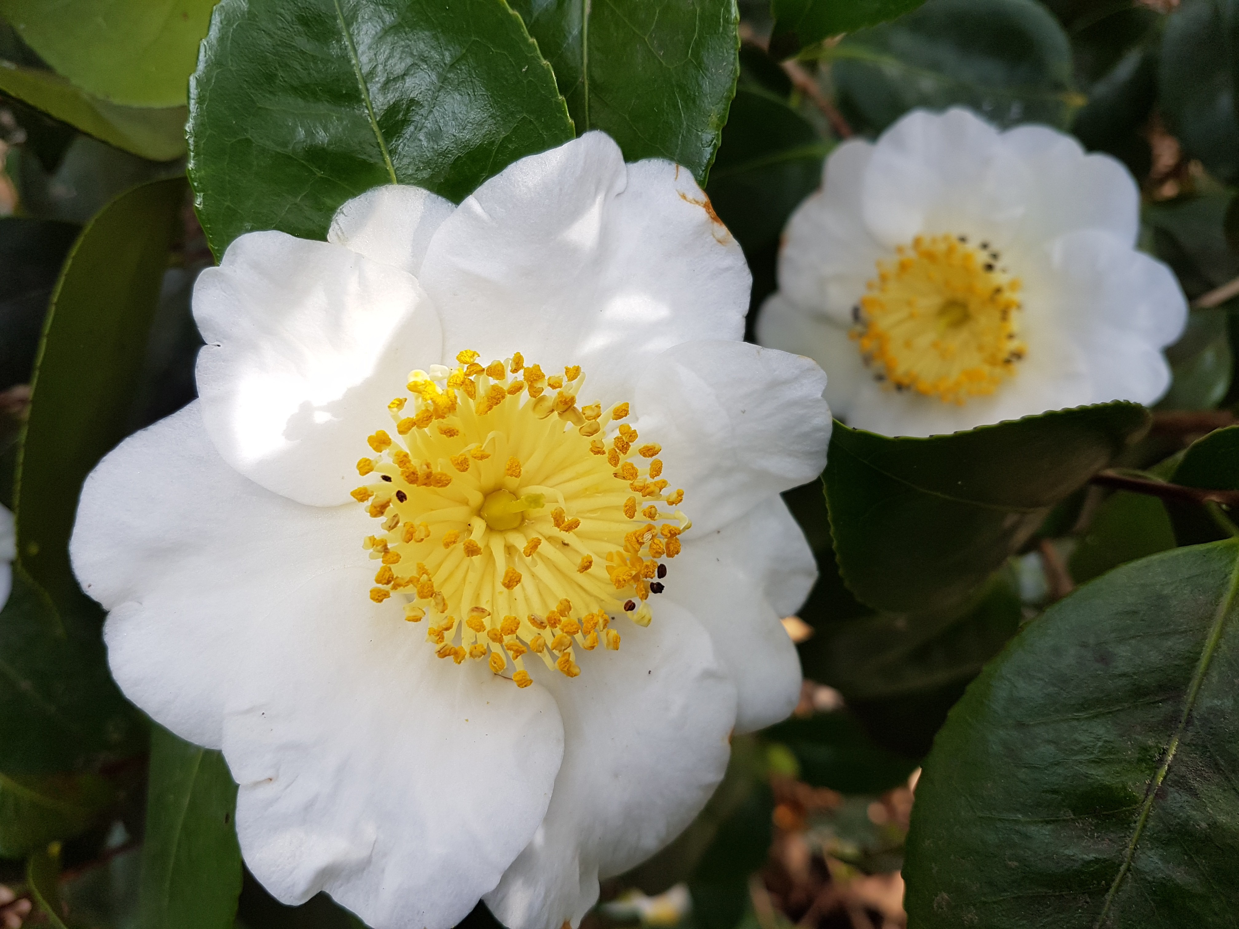 Camellia japonica(Higo) 'Fuji'