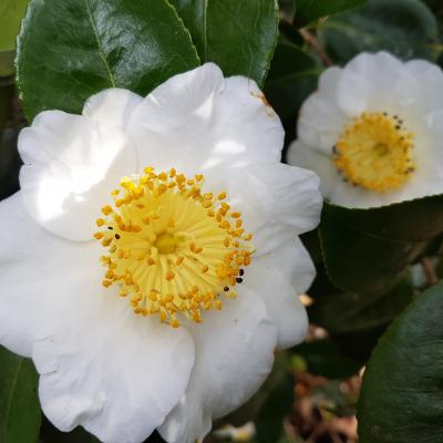 Camellia japonica(Higo) 'Fuji'