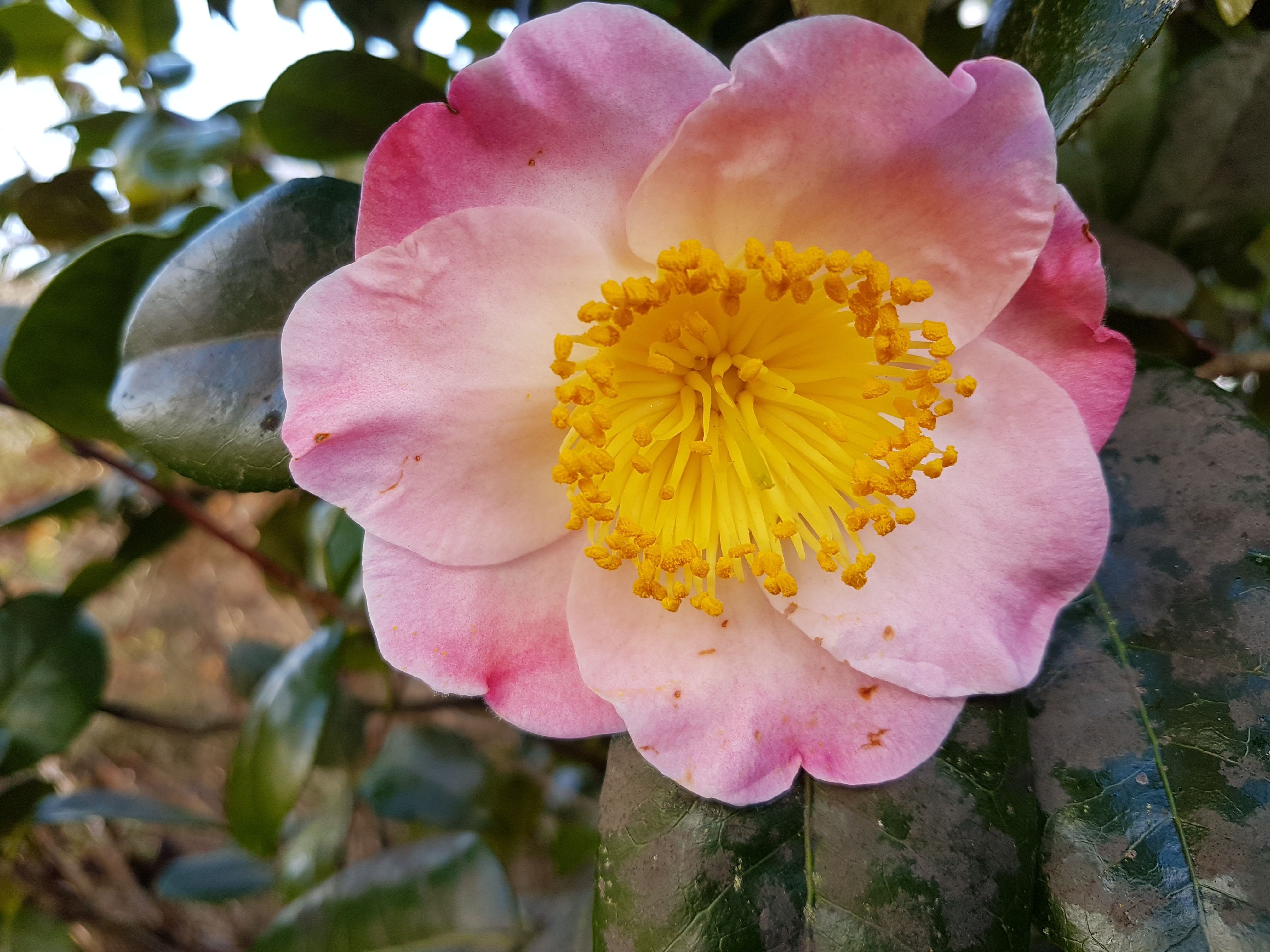 Camellia japonica(Higo) 'Furo-an'