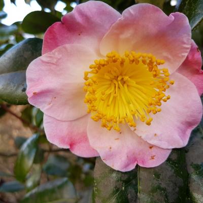 Camellia japonica(Higo) 'Furo-an'