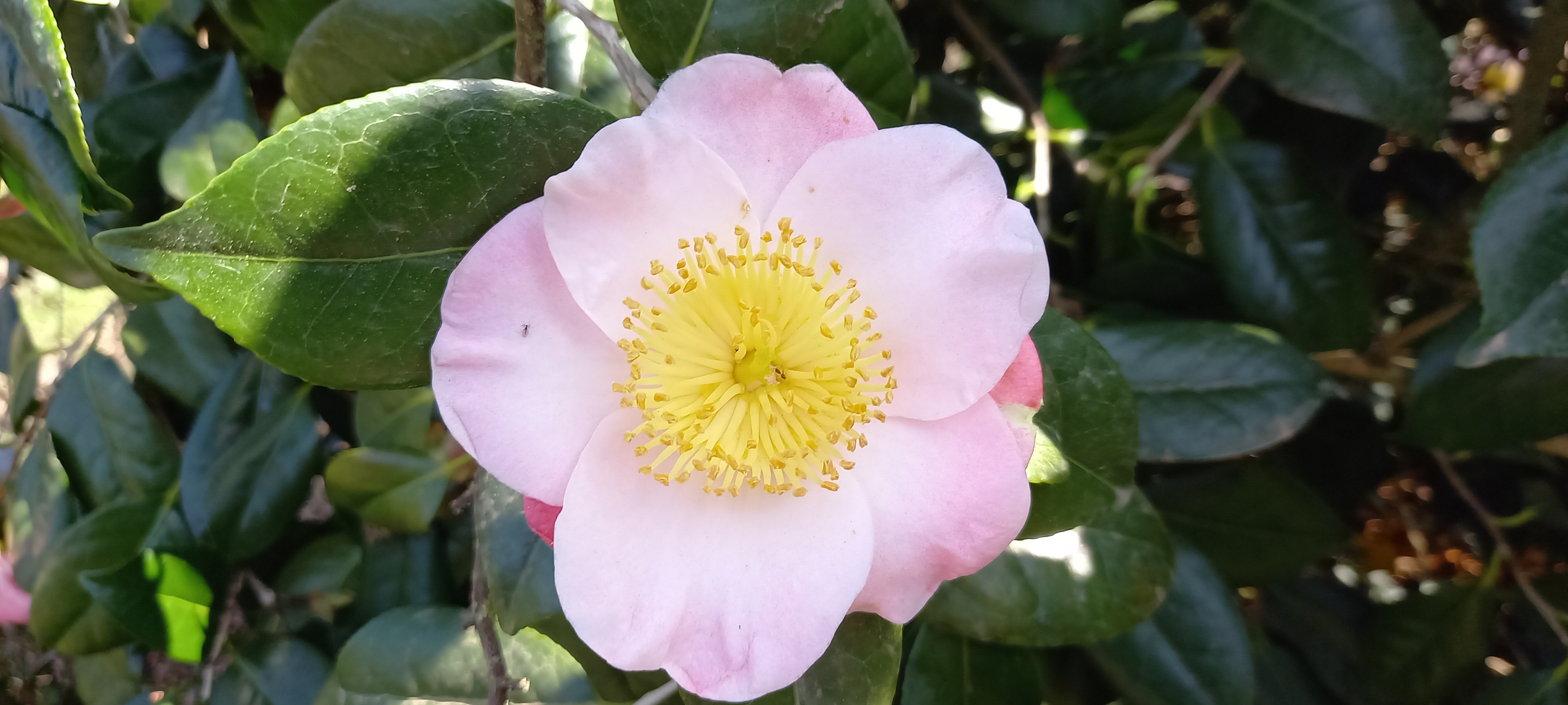 Camellia japonica(Higo) 'Furo-an'