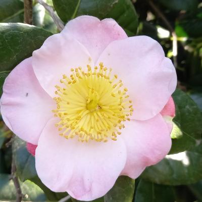 Camellia japonica(Higo) 'Furo-an'