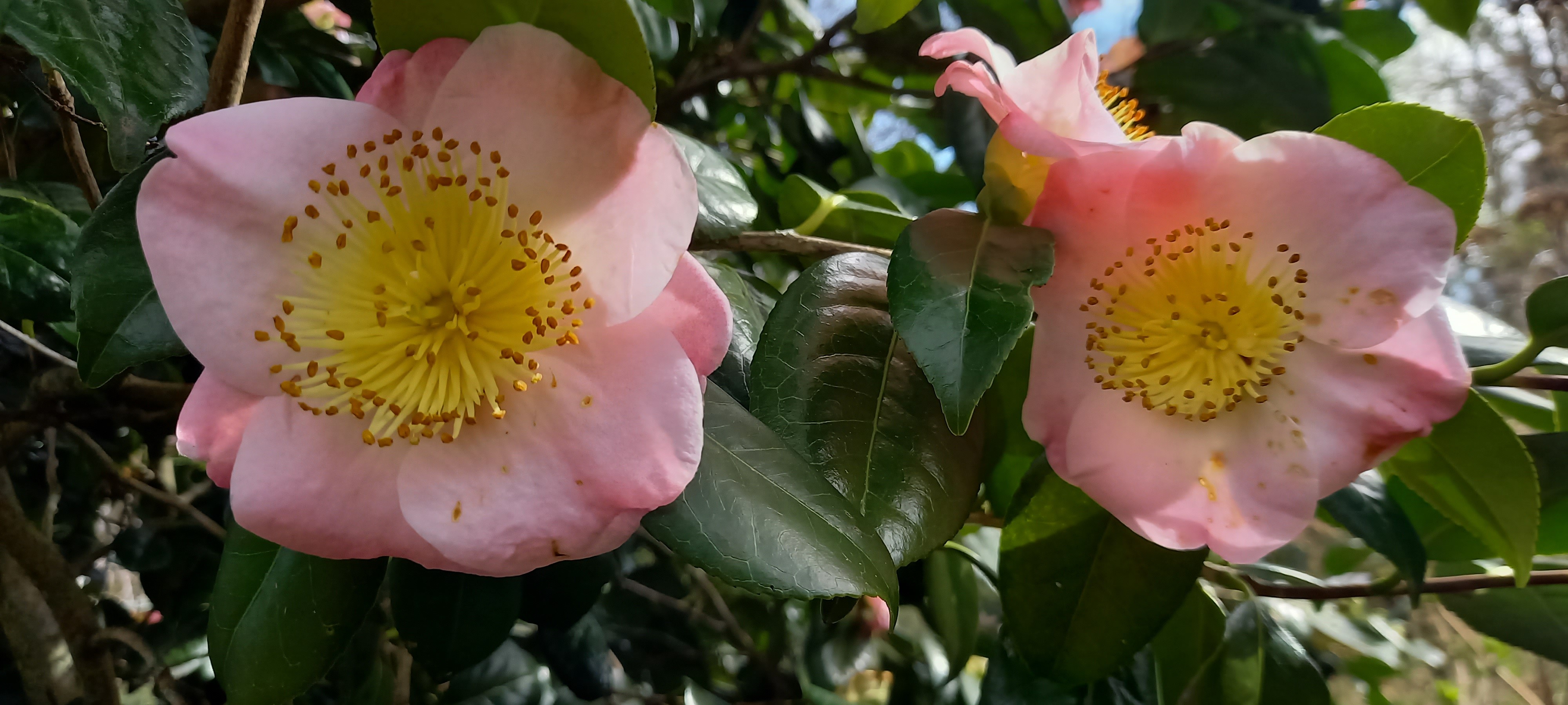 Camellia japonica(Higo) 'Furo-an'