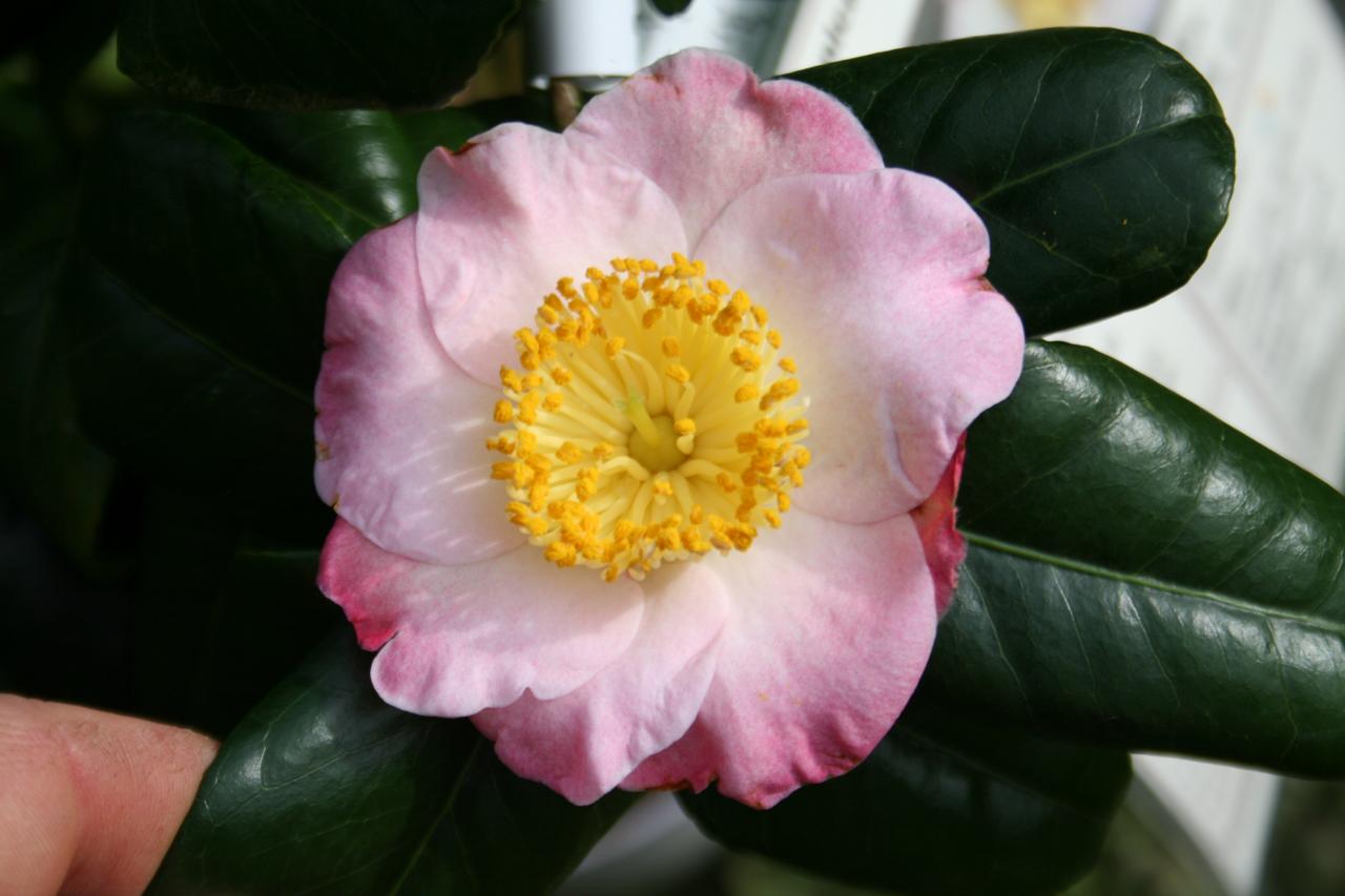 Camellia japonica(Higo) 'Furo-an'
