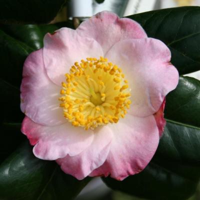 Camellia japonica(Higo) 'Furo-an'