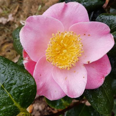 Camellia japonica(Higo) 'Goshozakura'