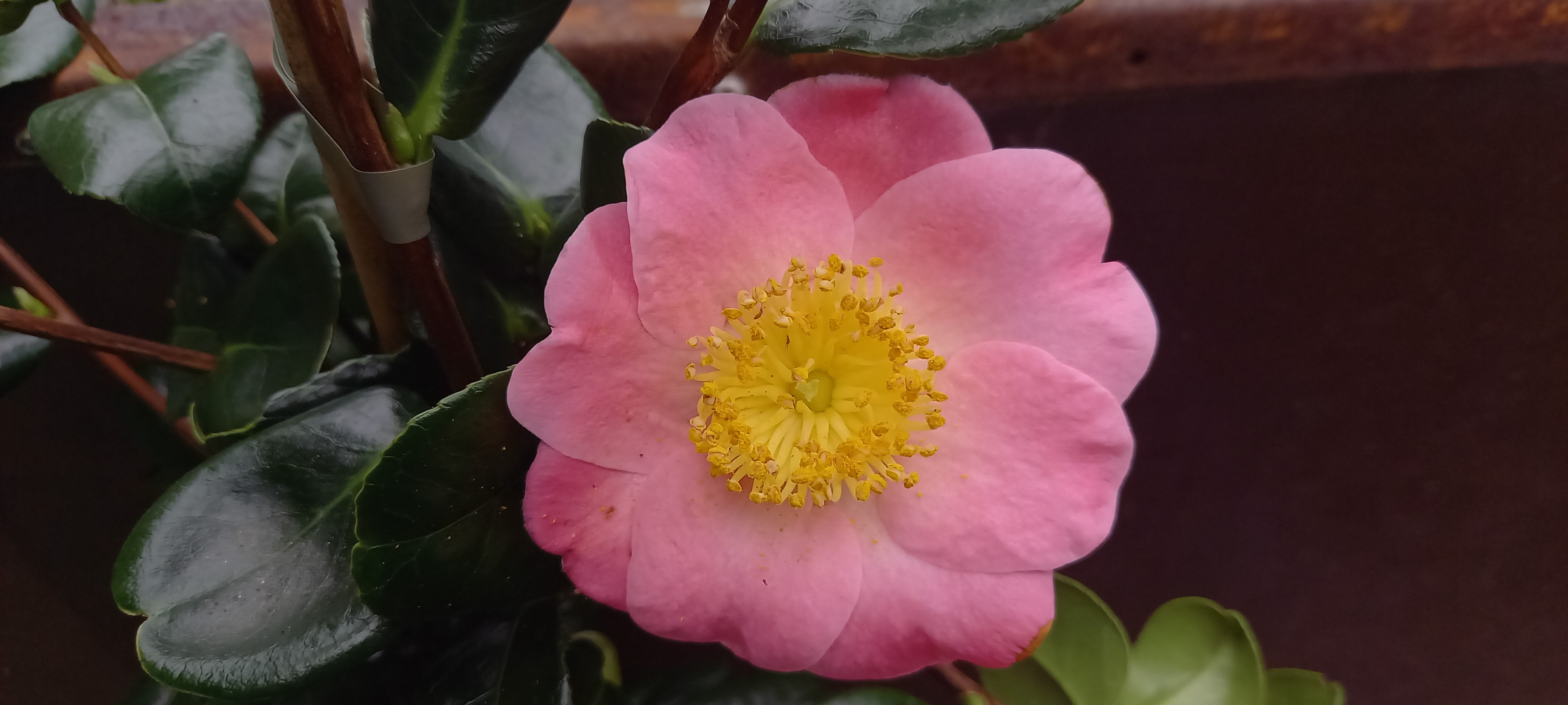 Camellia japonica(Higo) 'Goshozakura'