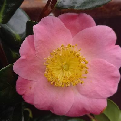 Camellia japonica(Higo) 'Goshozakura'