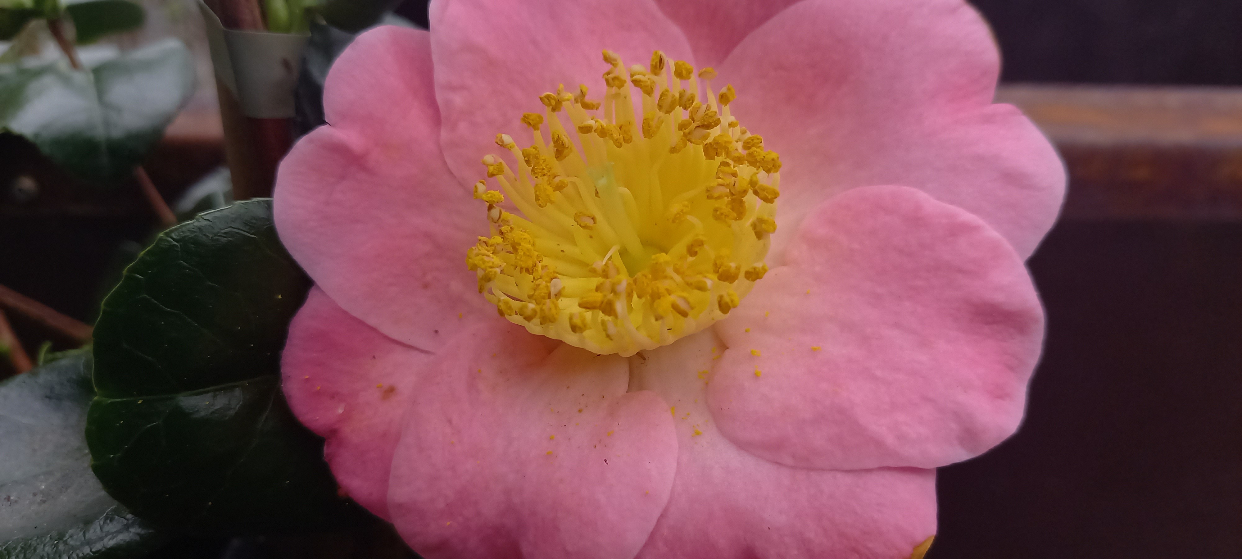 Camellia japonica(Higo) 'Goshozakura'