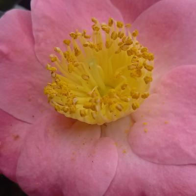 Camellia japonica(Higo) 'Goshozakura'