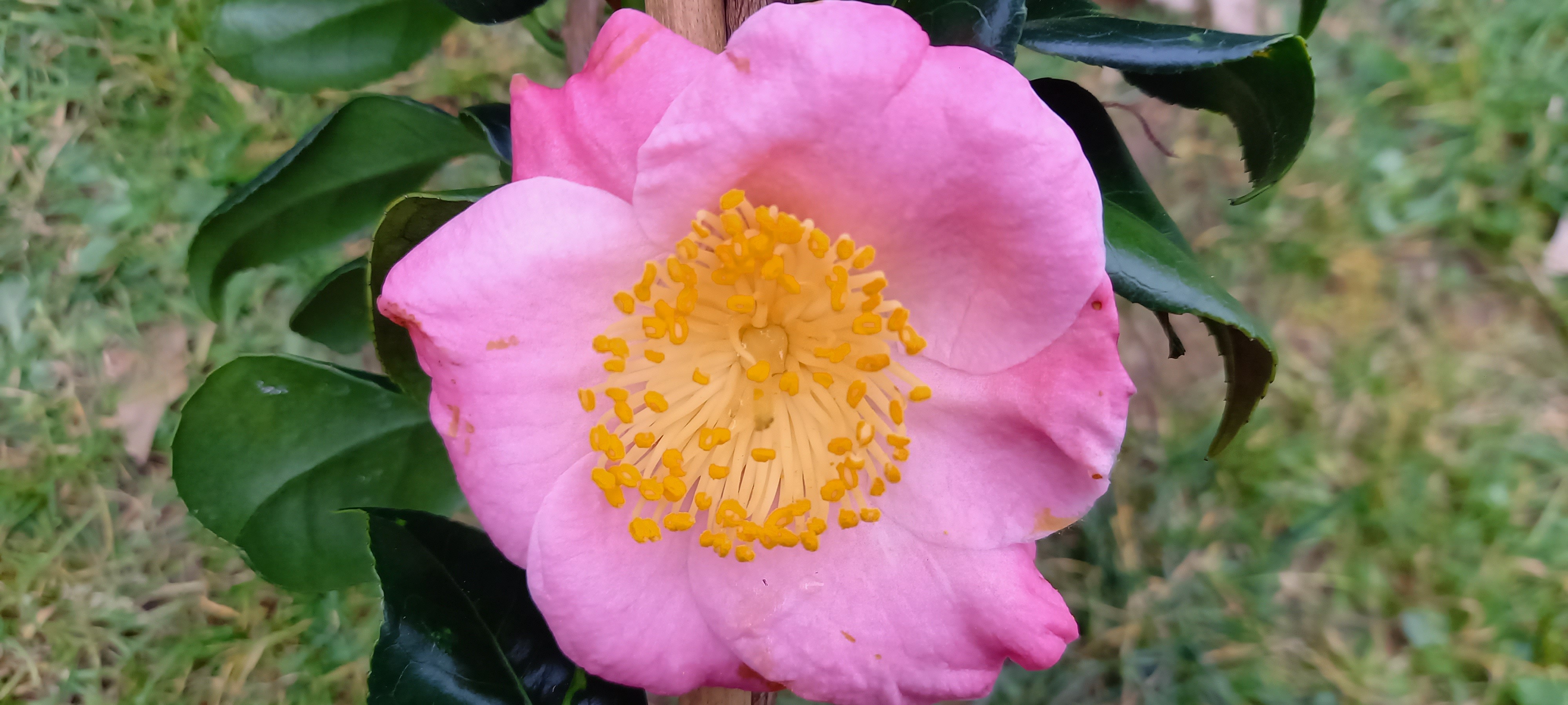 Camellia japonica(Higo) 'Goshozakura'