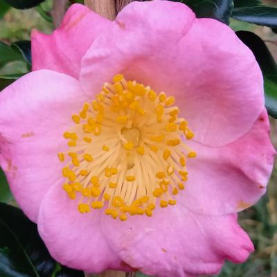 Camellia japonica(Higo) 'Goshozakura'