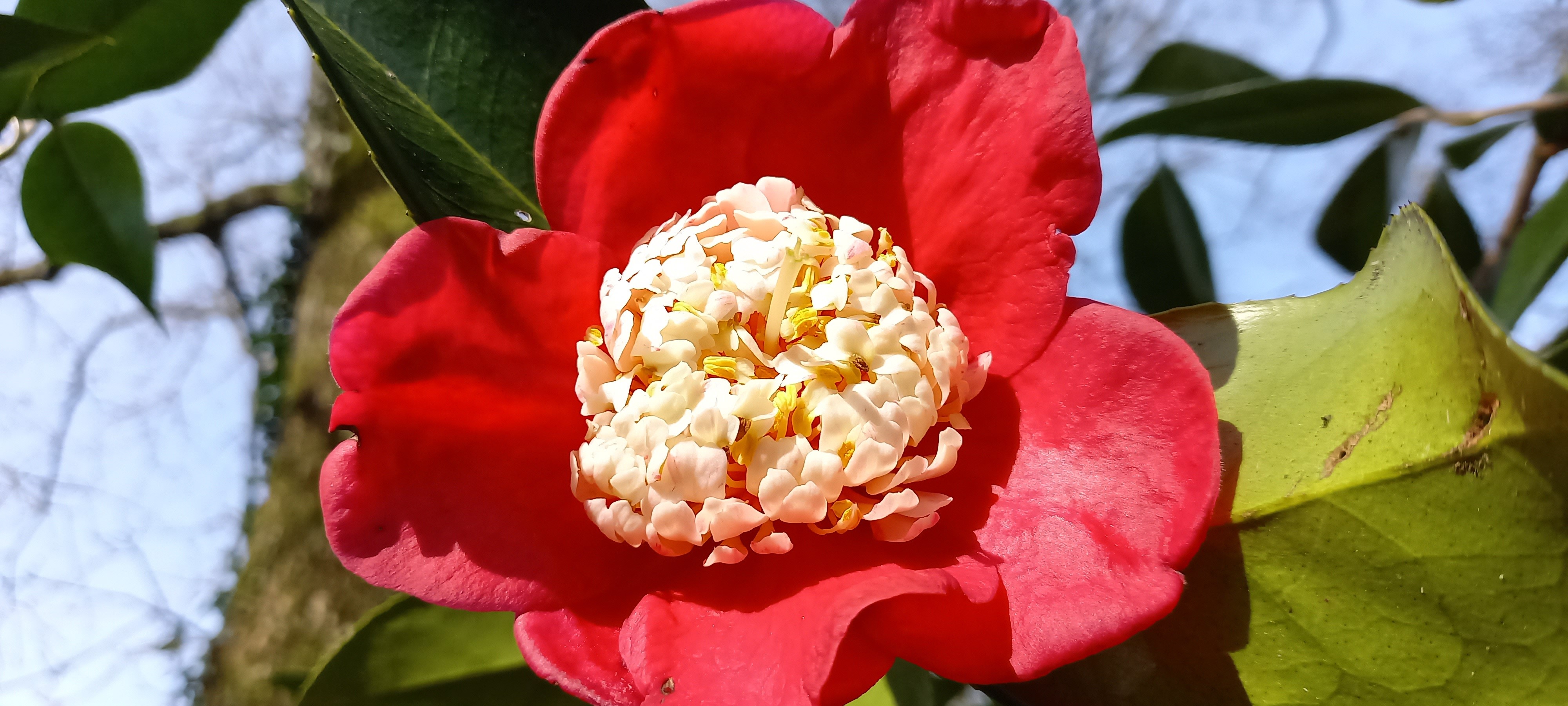 Camellia japonica(Higo) 'Kumagai'