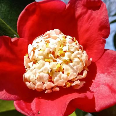 Camellia japonica(Higo) 'Kumagai'