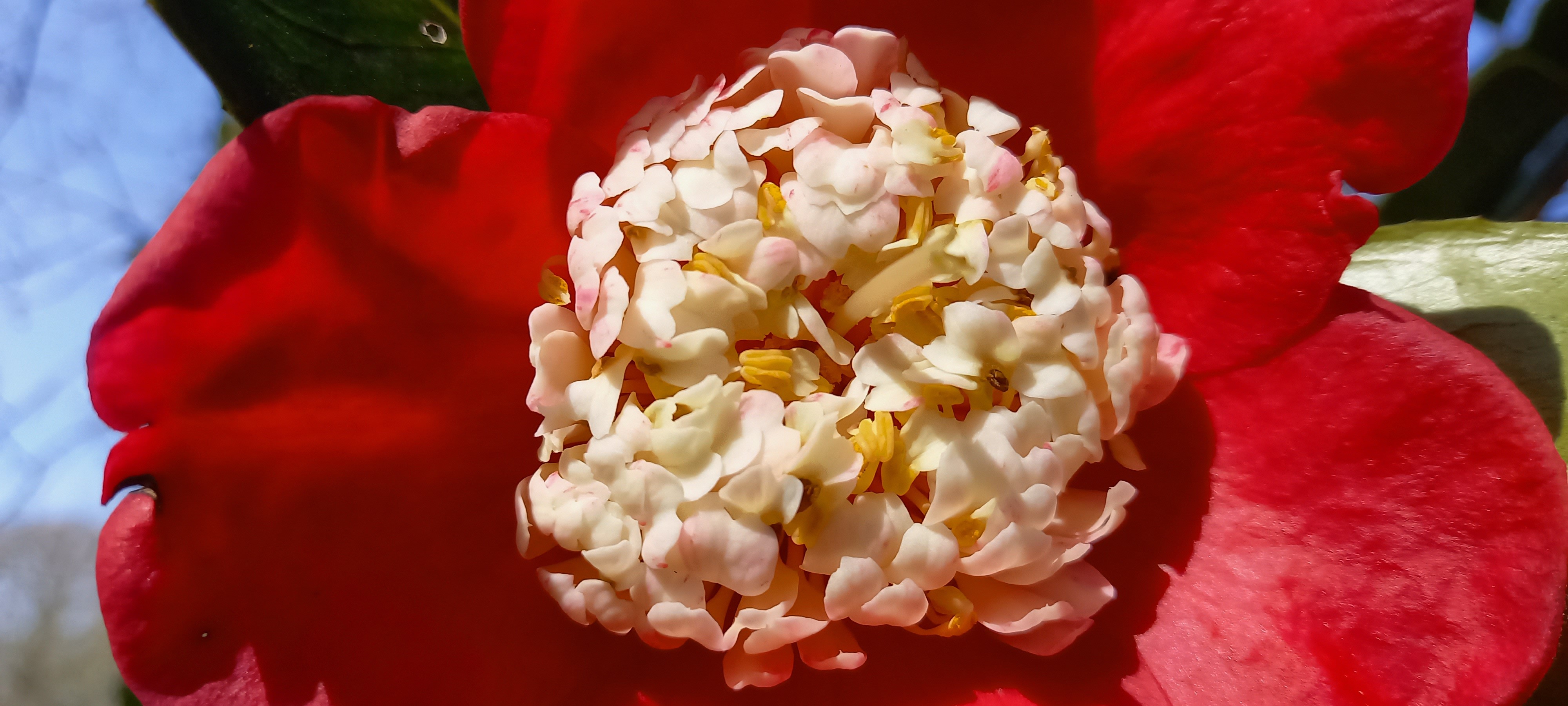 Camellia japonica(Higo) 'Kumagai'