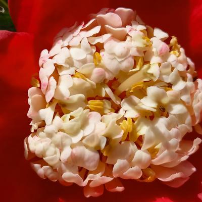 Camellia japonica(Higo) 'Kumagai'