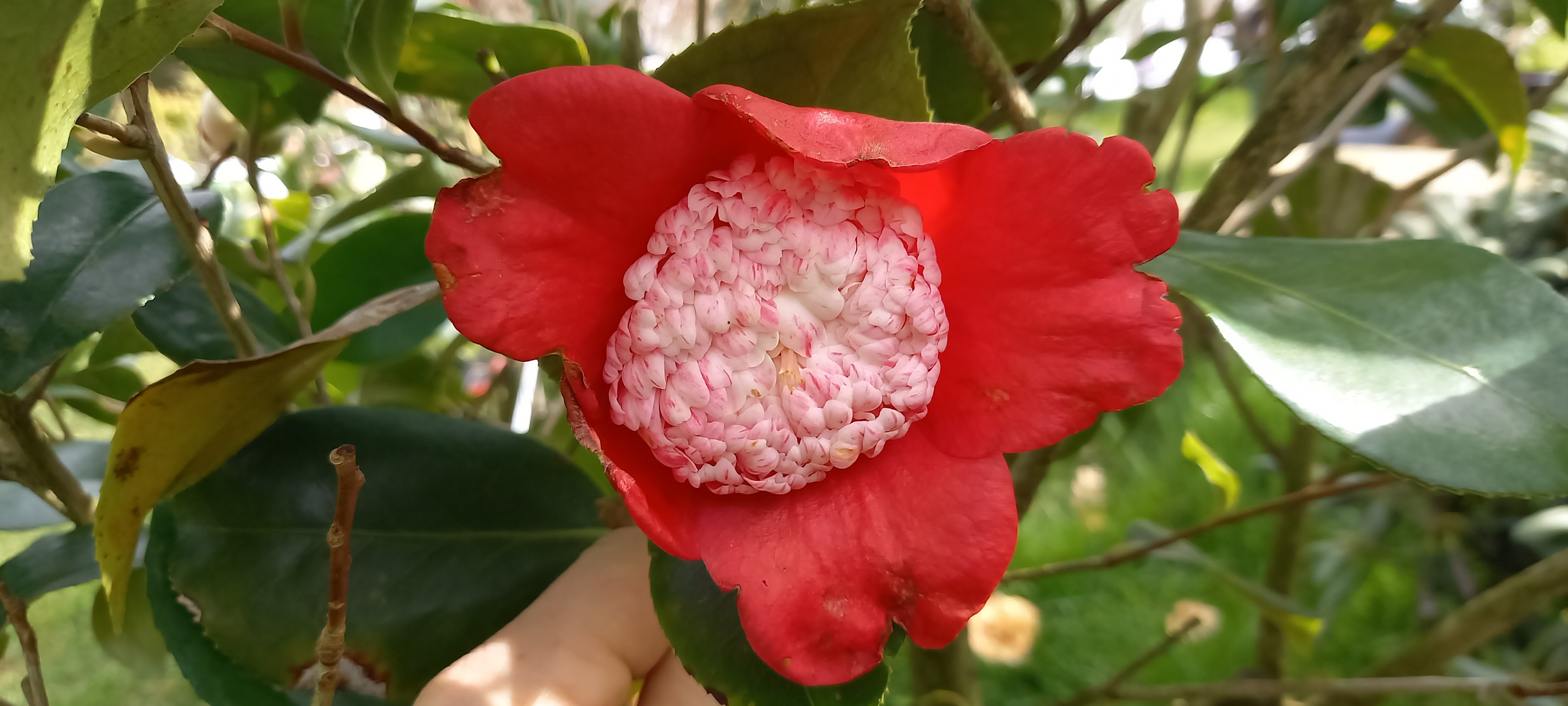 Camellia japonica(Higo) 'Kumagai'