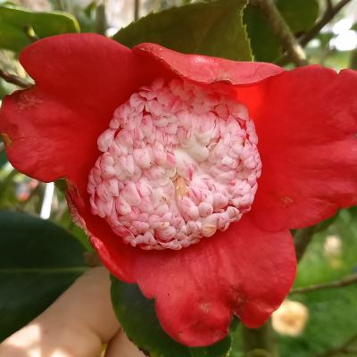 Camellia japonica(Higo) 'Kumagai'