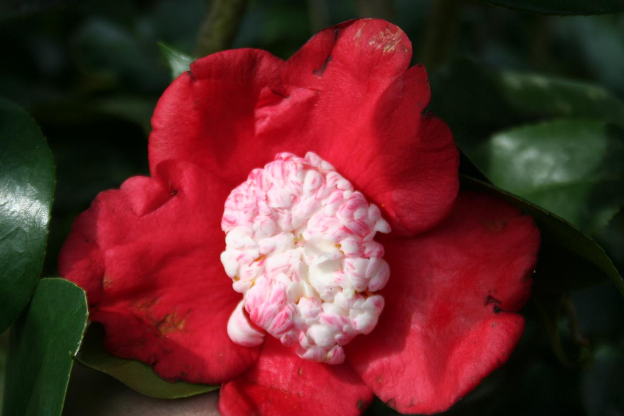 Camellia japonica(Higo) 'Kumagai'