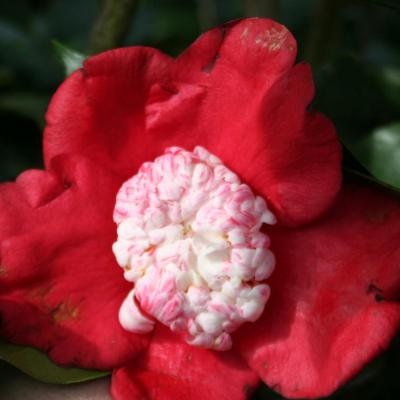 Camellia japonica(Higo) 'Kumagai'