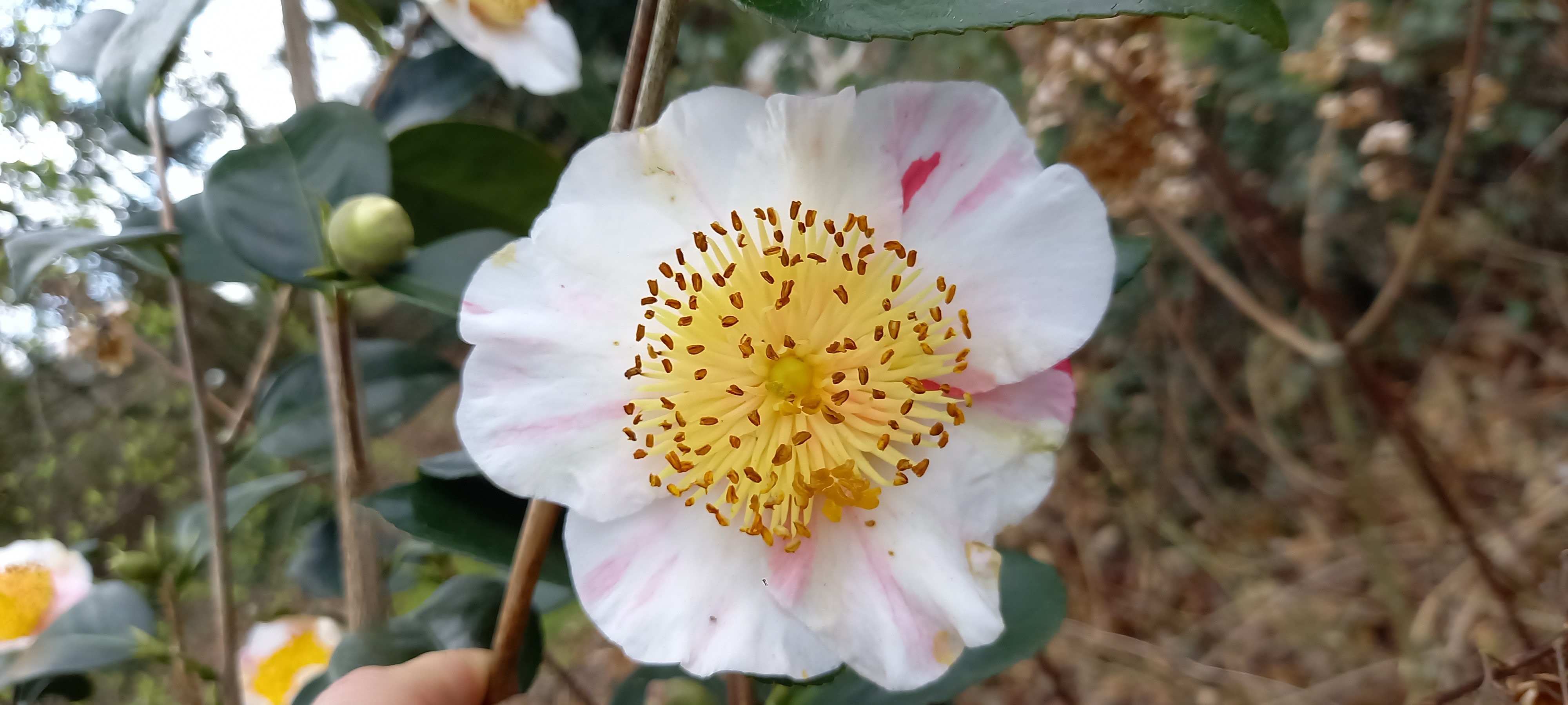 Camellia japonica(Higo) 'Kyô-nishiki'